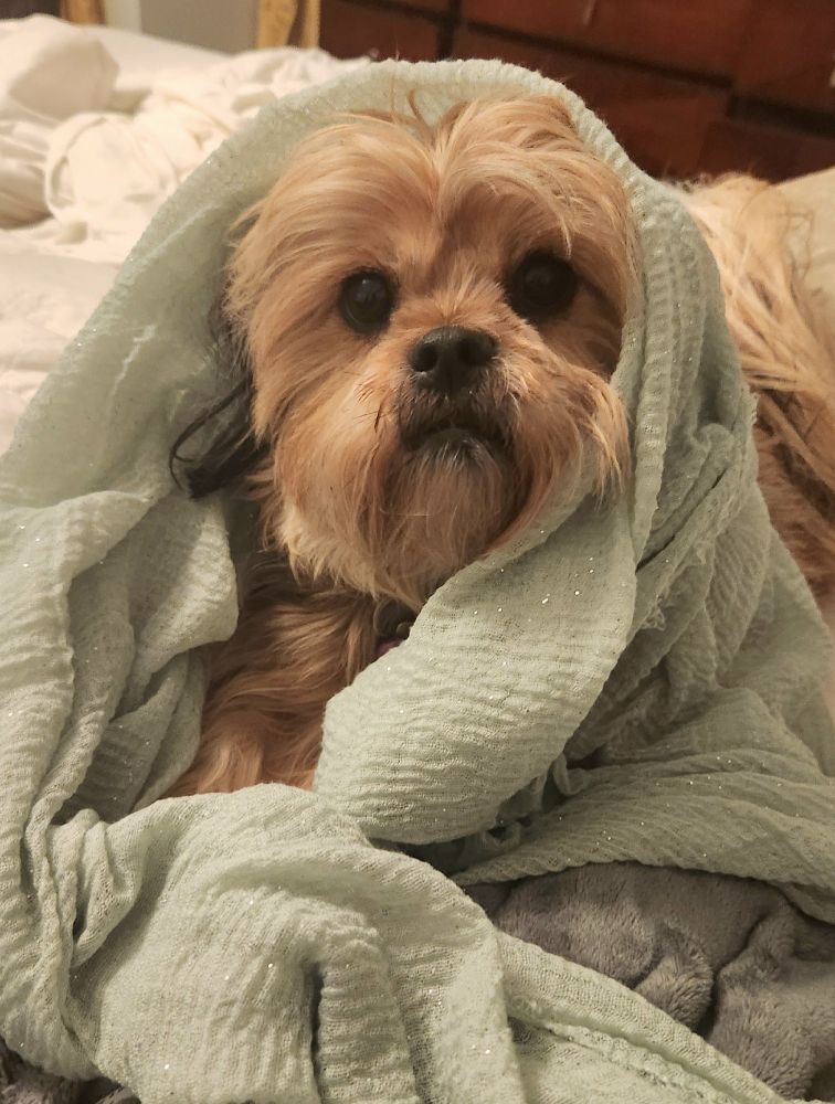 Fluffy dog in green scarf