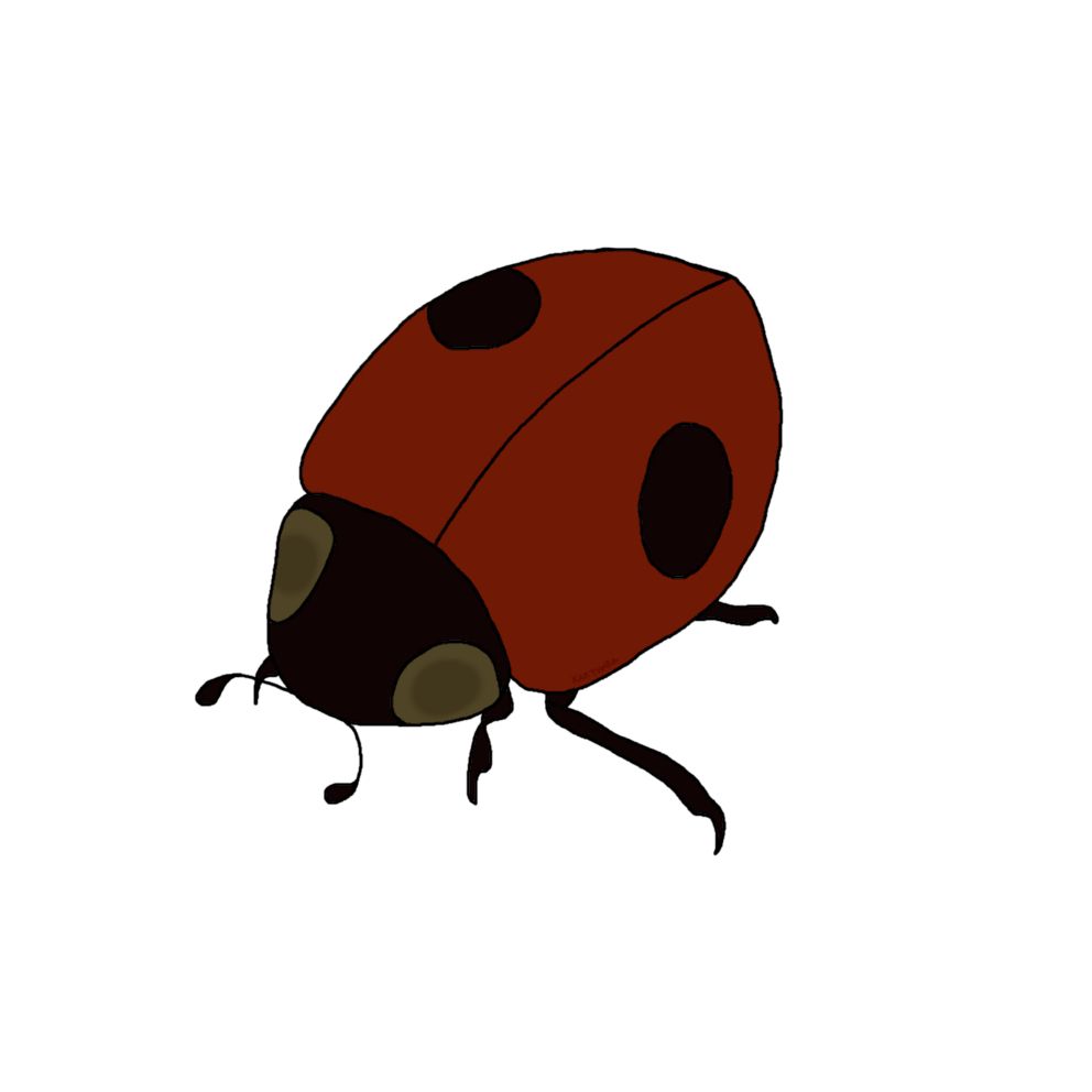 A digital drawing of a realistic looking two spotted ladybug.