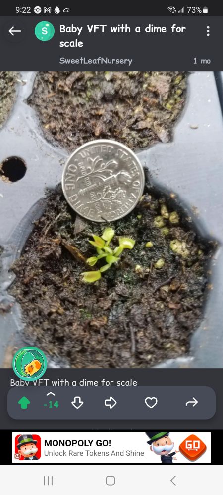 Baby Venus Flytrap next to a dime. 