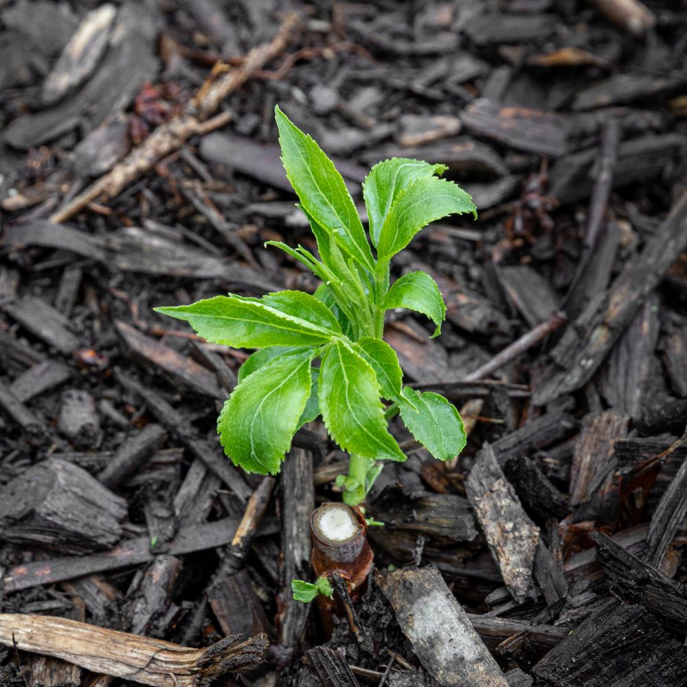 Overhead close-up shot of an Elderberry cutting putting on new growth.