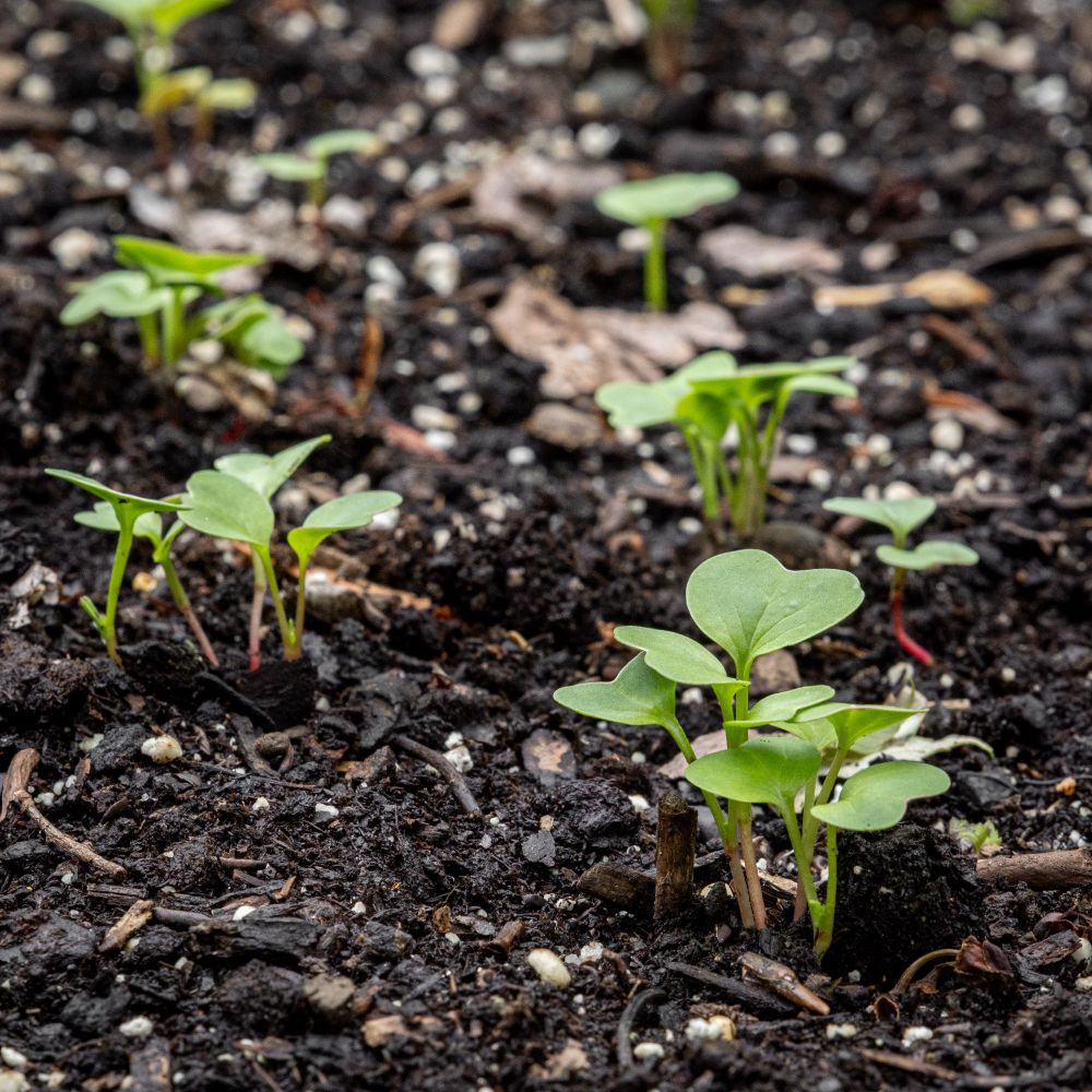 Close up of some radish seedlings.
