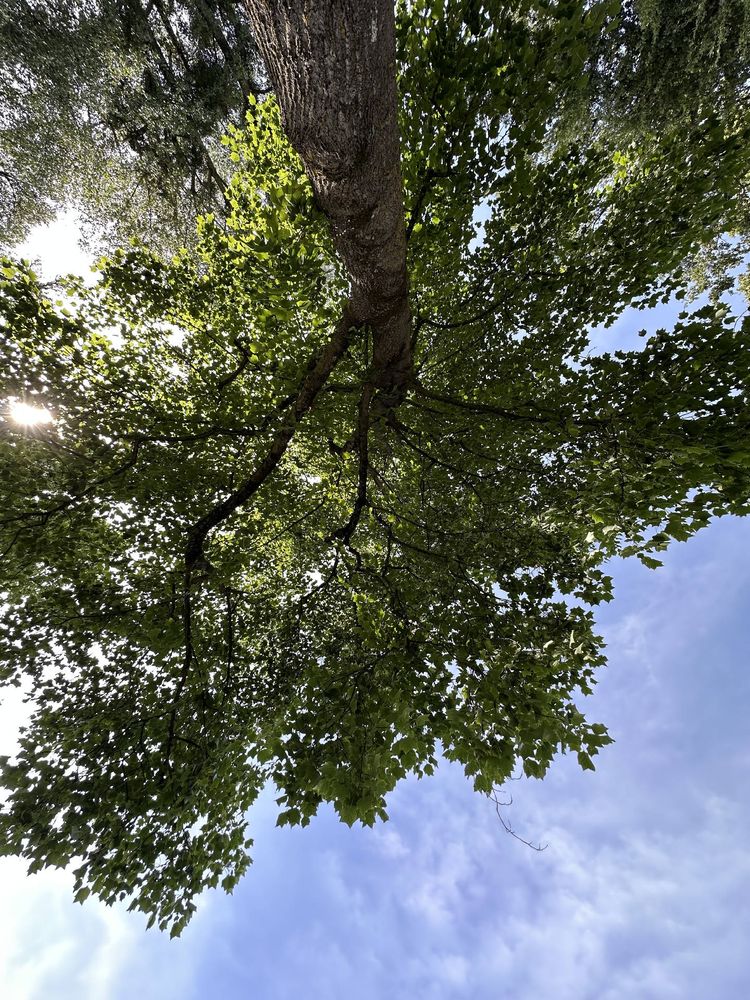 Blick von unten auf das Blätterdach eines Baumes; am Rand scheint die Sonne zwischen den Zweigen, darüber blauer Himmel.