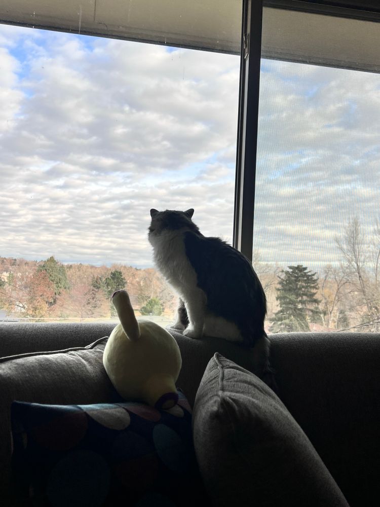 A photo of a medium hair cat with a white tummy and paws and grey on his head and back sitting on the top of a couch looking out our massive window at his new suburban backyard  