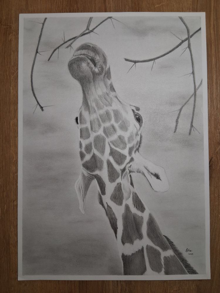 A graphite drawing of a reticulated giraffe. I decided to add branches to the top of this drawing. The original photograph I captured was the giraffe just moving its head in circles.