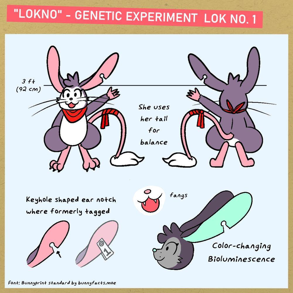 Reference sheet for a jerboa character
Front and back illustrations of the character with her arm in the air
Additional illustrations of important details
"LOKNO" - GENETIC EXPERIMENT LOK NO. 1
3ft (92 cm)
She uses her tail for balance
Keyhole shaped ear notch where formerly tagged
Fangs!
Color-changing Bioluminescence
Font: Bunnyprint standard by @bunnyfacts.moe
