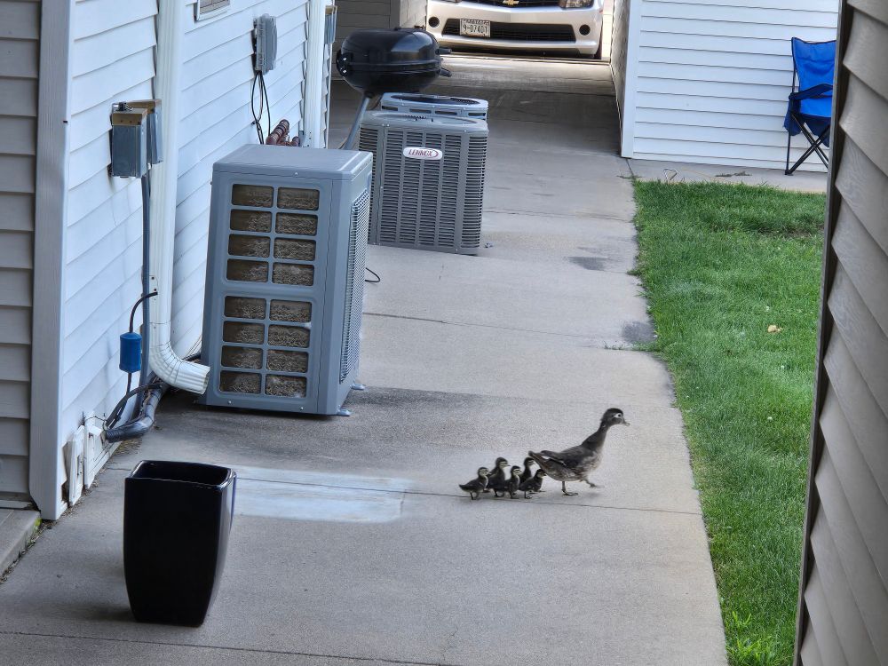A duck and five ducklings waddling through the back yard of a suburban apartment complex.
