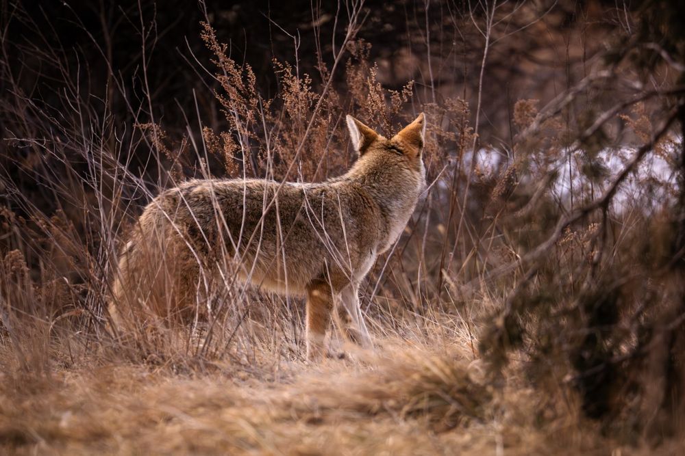 Coyote glowing in the sunset, among grass and reeds.