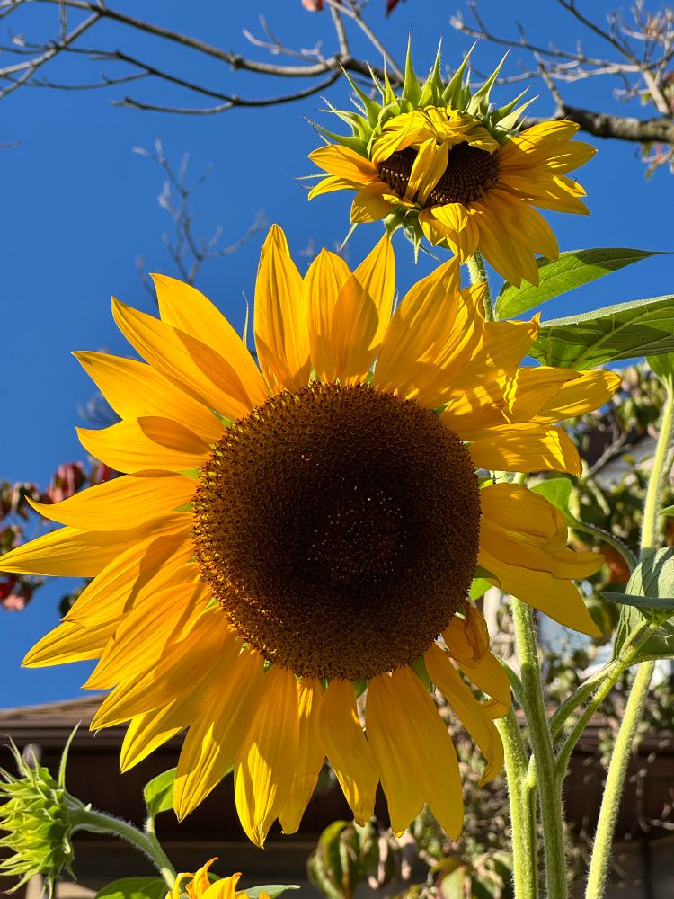 Sunflowers against a blue sky