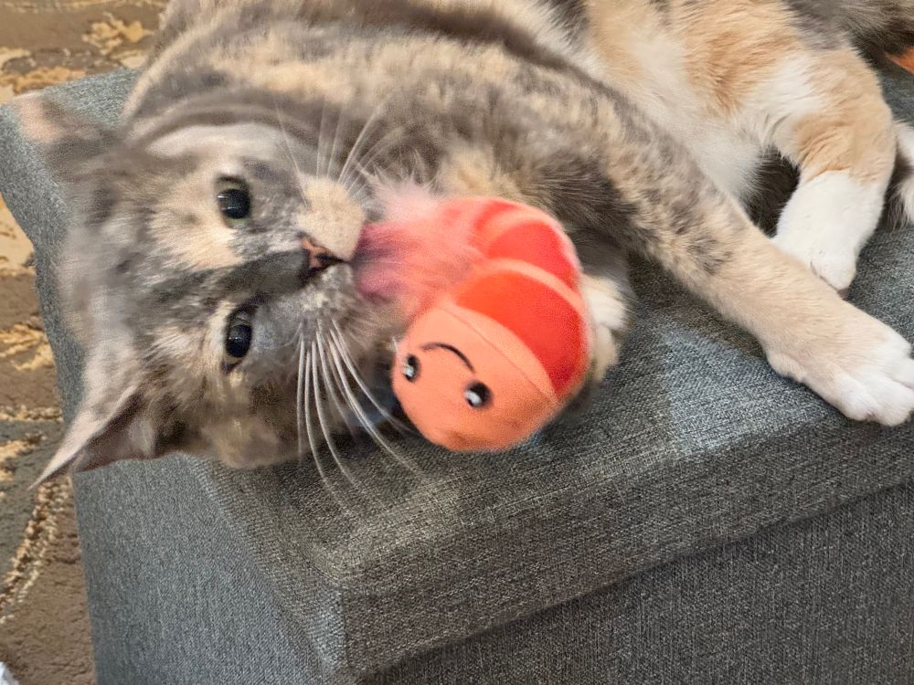 My cat licking her stuffed shrimp with murder in her eyes