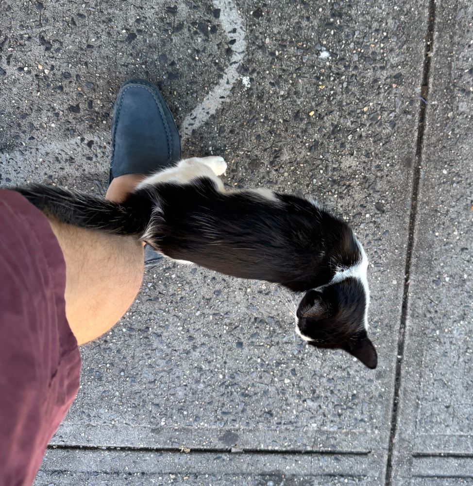 A kitten rubbing up against my leg