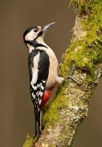 Greater Spotted Woodpecker by Mark Hamblin from Lancashire Wildlife Trust website