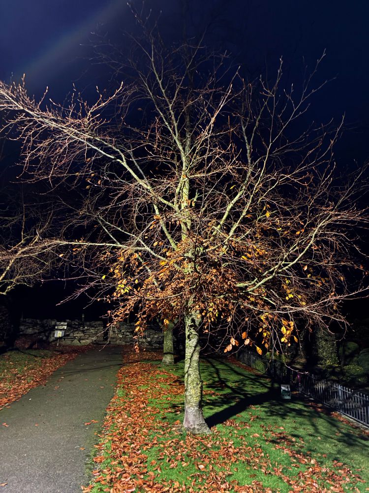 Leafless birch tree against a dark evening background. 