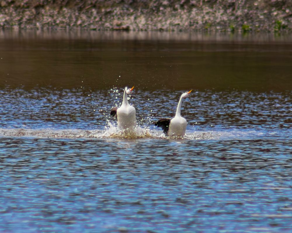 Two clark’s grebes doing a courtship run across water. Their white breasts are up, their heads are snaked out forward and up, and there is a big splashy wake of water around them.