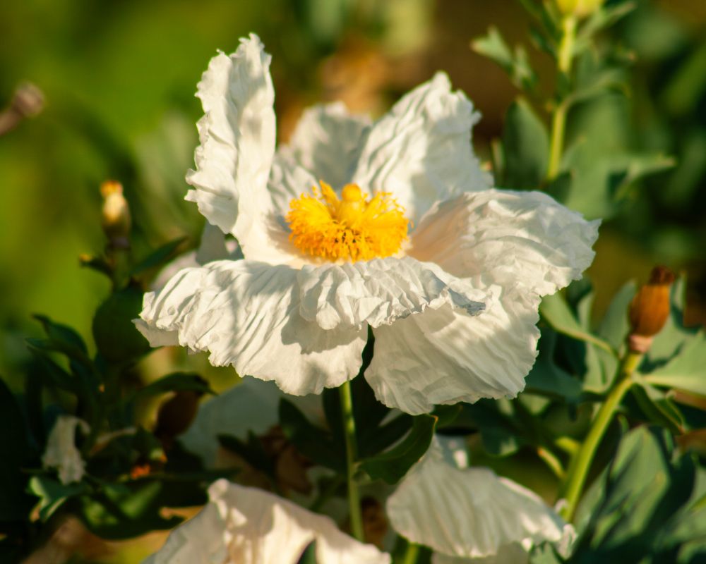 A white matilija poppy, also called a fried egg poppy, looks fluffy and white in the center of the frame. It has a large egg yolk yellow center that looks like a pom pom. Around it are green leaves and seed pods from other poppies.