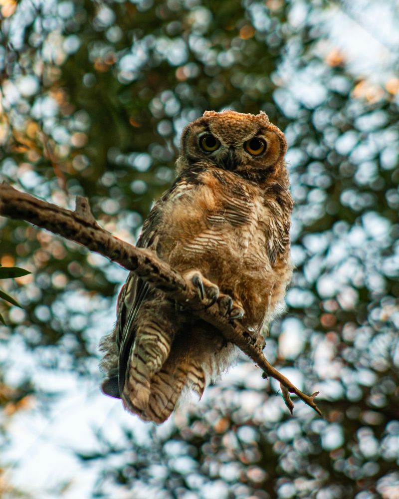 A juvenile great horned owl staring at the camera with big orange eyes.