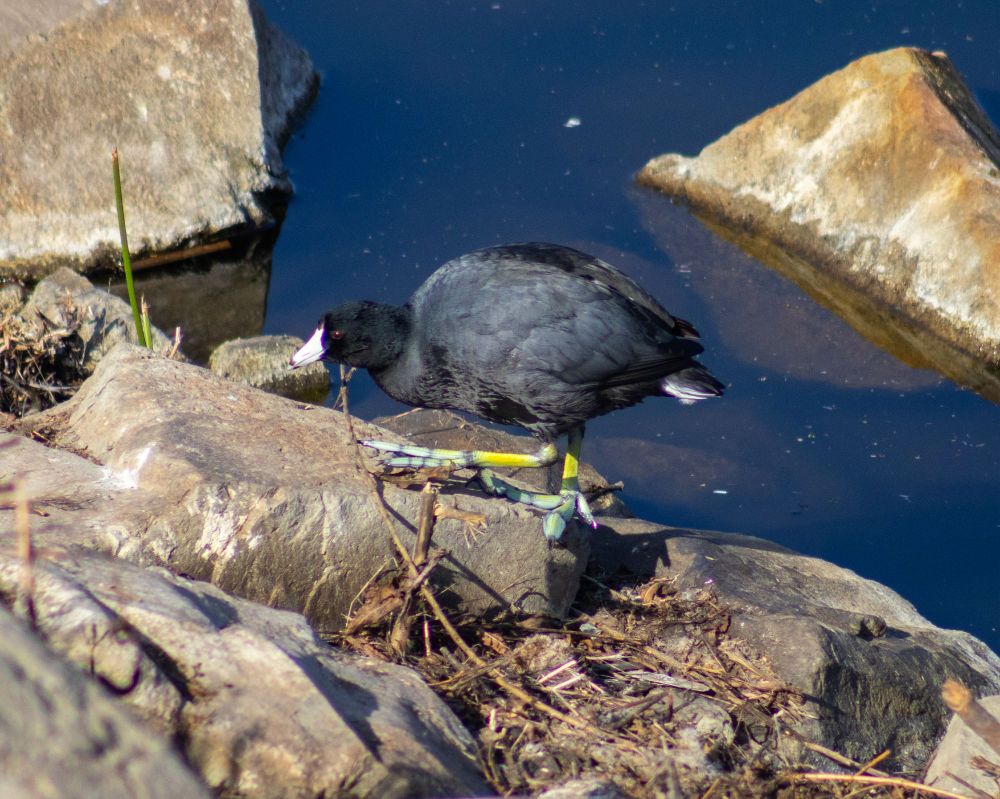 An american coot walks on sandy colored rocks on a lake shore. You can see water with a rock in it in the background. The coot is facing the left of the frame, it's football shaped body poised to step, it's left toes all together and brought up in a step, the right foot directly below it splayed to take it's weight.