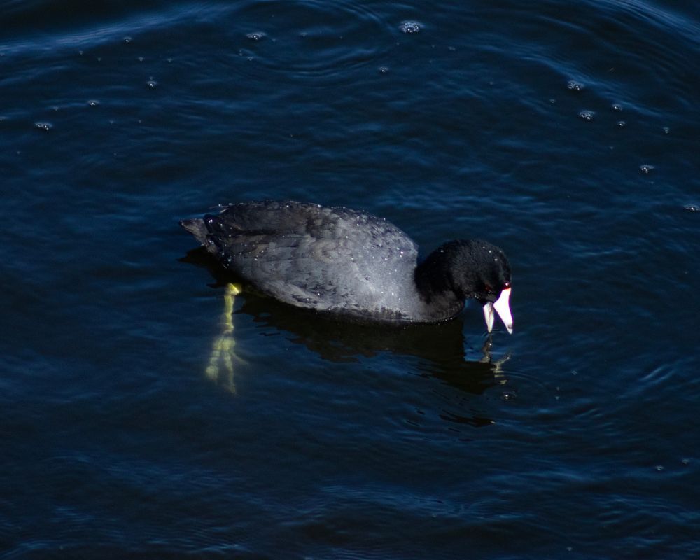 An american coot swims in a lake. It is pointed to the right of the frame, you can see it's legs sticking straight down in the water and it's bill is open to catch something.