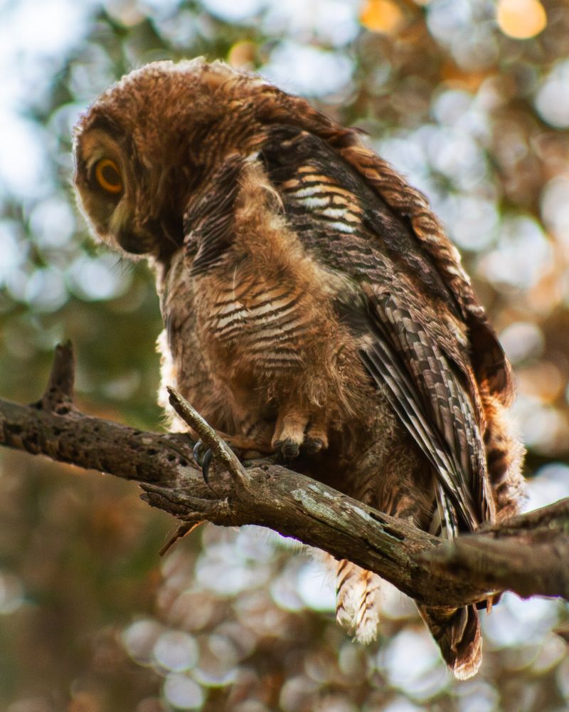 A juvenile great horned owl from the side, lifting up on taloned foot and crooking their head to look at something on the ground.