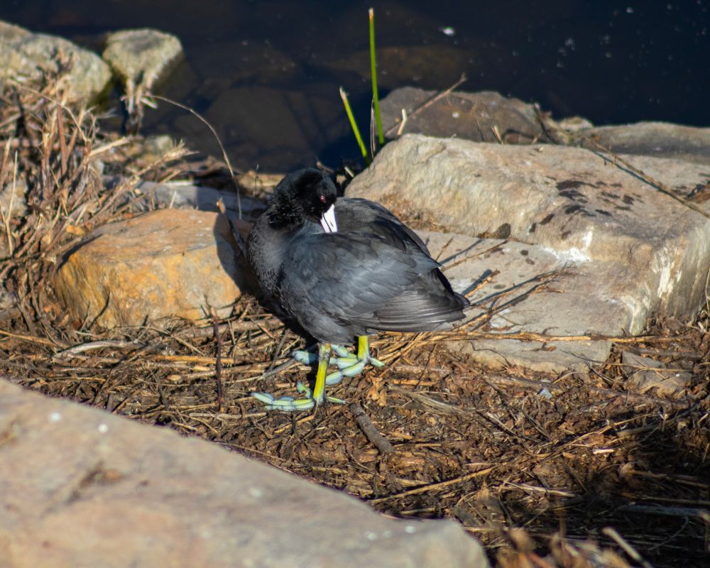 An american coot stands on plant debris near some rocks on a lake shore. The coot is facing the left of the frame, it's neck pointed back so it can groom it's wings, it's webbed feet under it taking it's weight evenly.