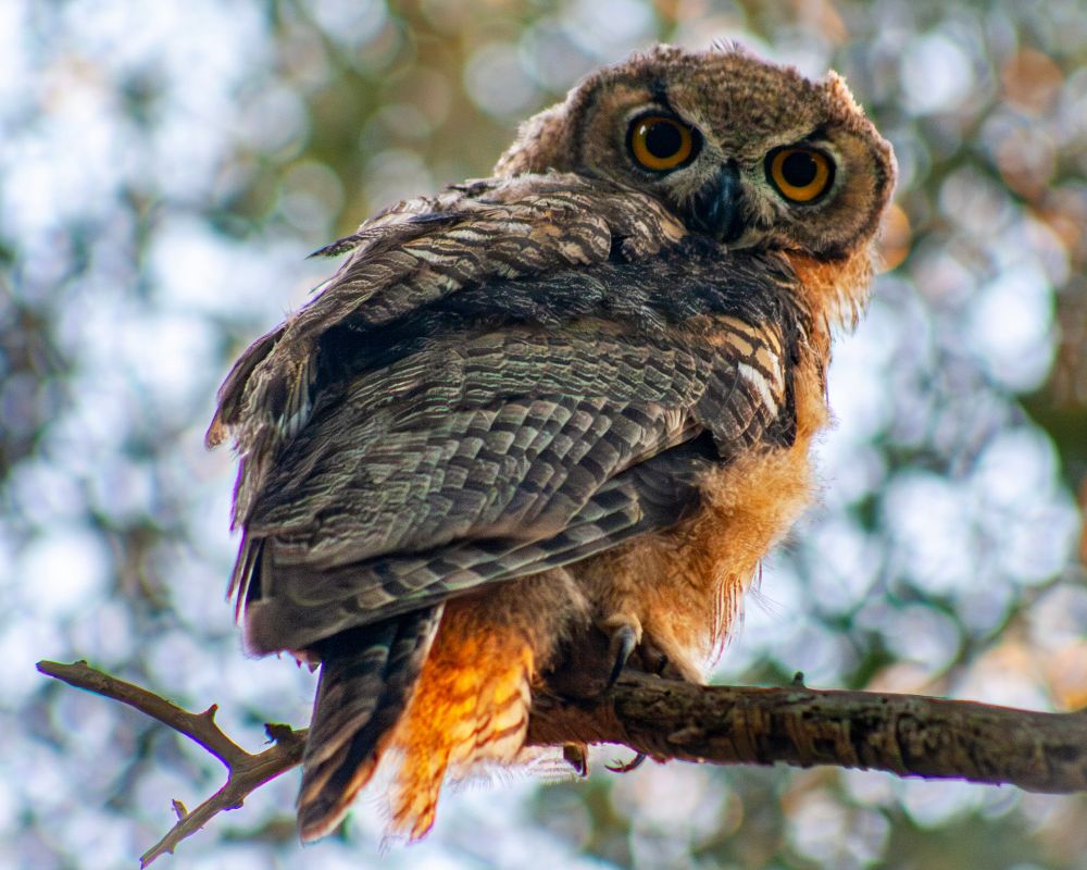 A juvenile great horned owl from behind, demonstrating the owls ability to turn their heads. The tail is short, the eyes are big, and the stomach and tail feathers are glowing in the afternoon light.