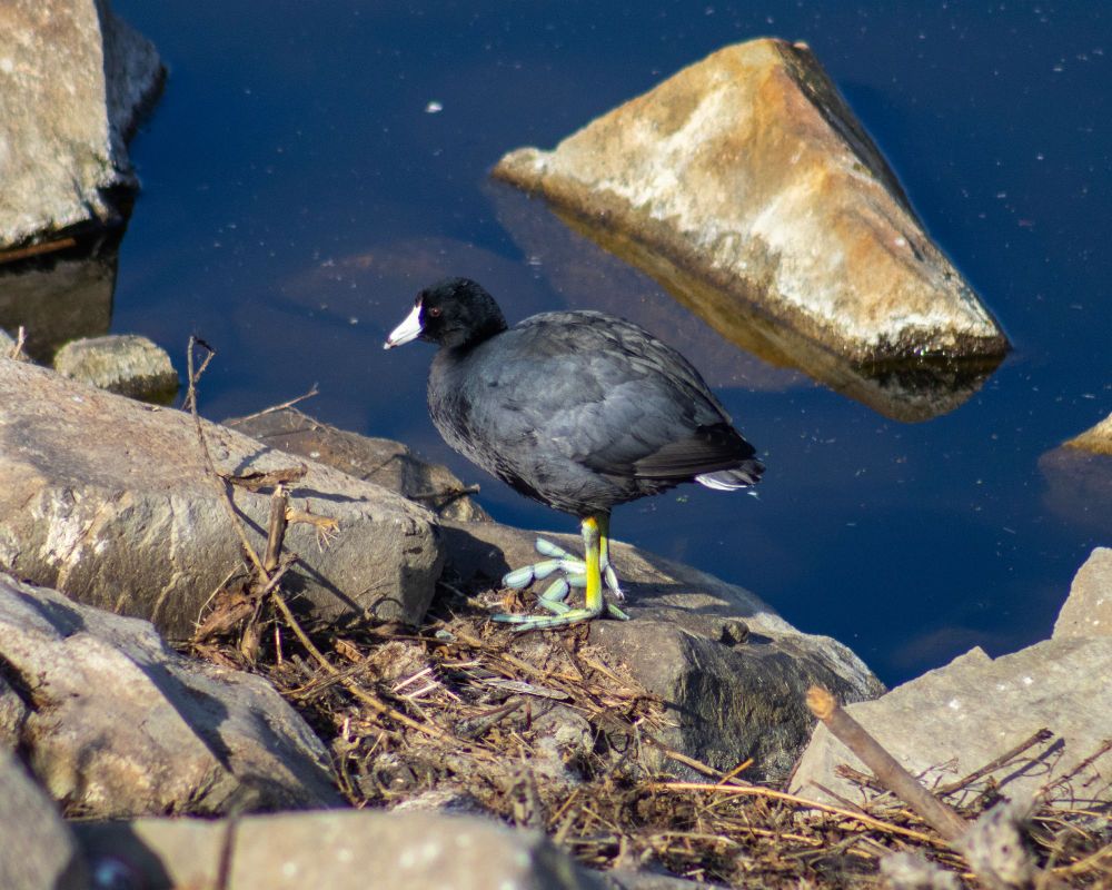 An american coot stands on sandy colored rocks on a lake shore. You can see water with a rock in it in the background. The coot is facing the left of the frame, it's football shaped body relaxed, it's webbed toes splayed below it.