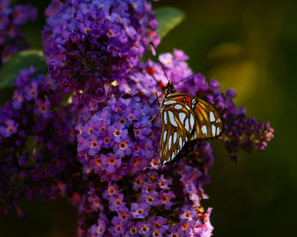 A gulf fritillary drinks from a butterfly bush flower