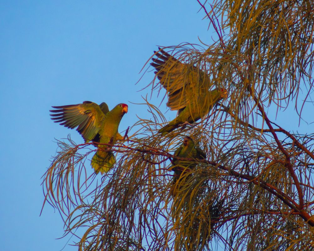 One amazon parrot settles in, causing a second parrot to fly off and a third parrot to squawk at both of them.