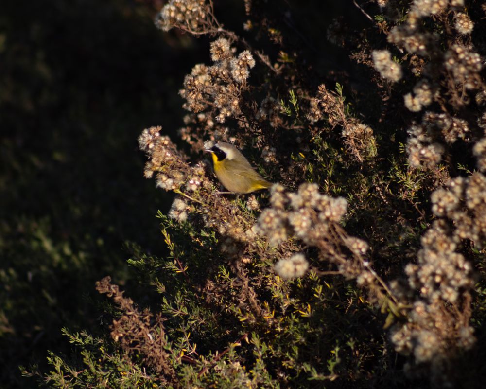 A common yellowthroat in some goldbush that has gone to seed, with big white fluffy seedheads