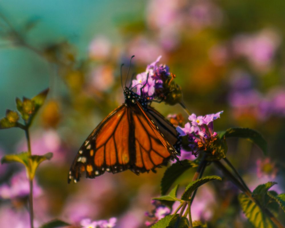 A monarch butterfly hangs and drinks from a pink flower.