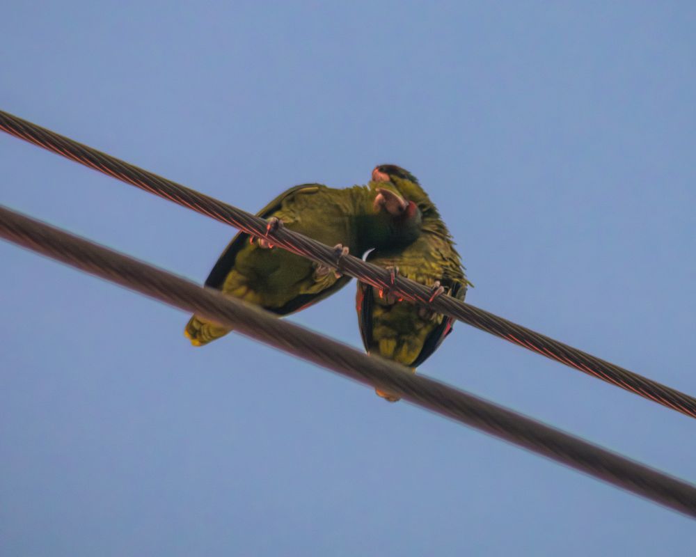 Two amazon parrots cuddling on a telephone wire