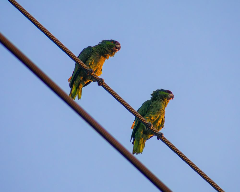 Two amazon parrots sitting on a telephone wire, one with their eyes pinning and the other one looking fluffy.