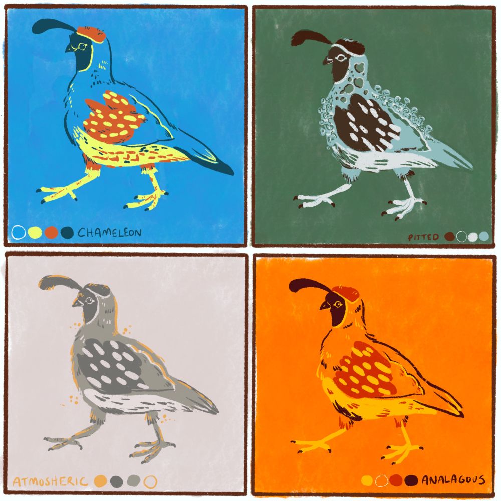 A set of 4 illustrations of a california quail in a grid. All of them are in the same pose, doing a little strut walk to the left. The upper right quail is “chameleon” colors, a bright blue body with red and yellow accents and dark blue lines. The upper left quail is “pitted” , the colors are that of a pixie cup lichen, a mint blue body with dark red accents and white hi-lights. The background is green, and the quail is covered in pixie cup protrusions. Lower left is “atmospheric,”, green grays with orange yellow sunny highlights. Lower right is “analogous”, an orange body quail with yellow, red, and dark maroon accents.