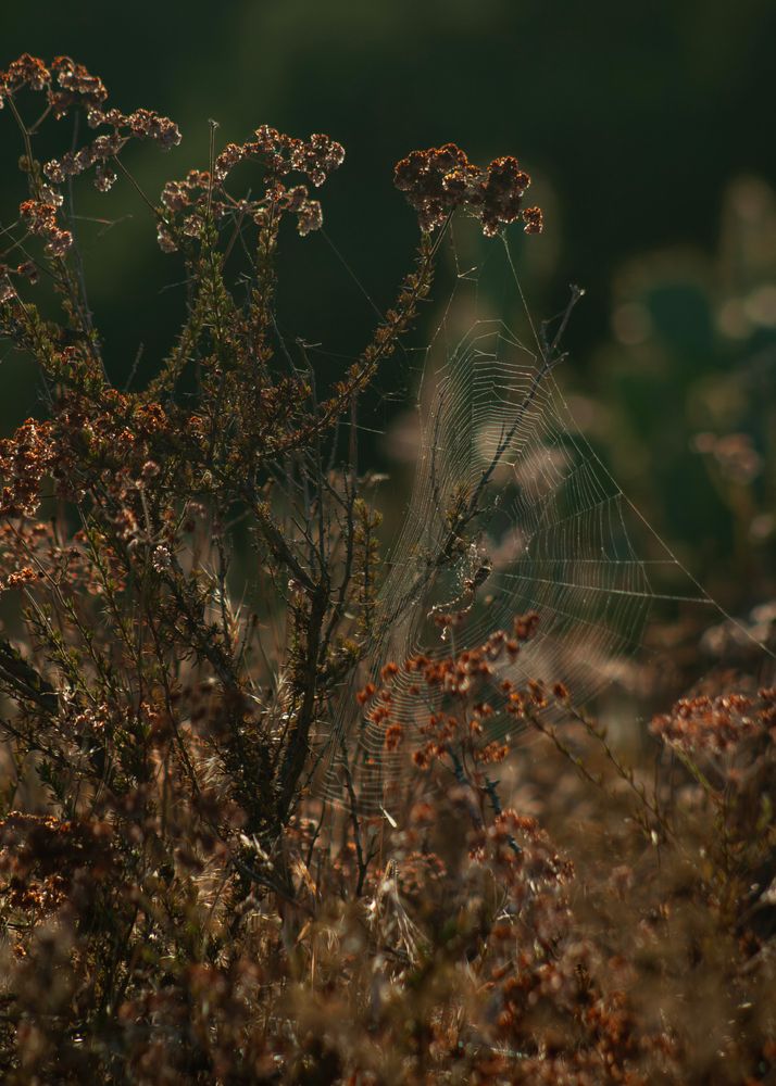 A silver garden orb weaver spider sits in the center of a beautifully woven web amongst goldenbush and buckwheat plants.