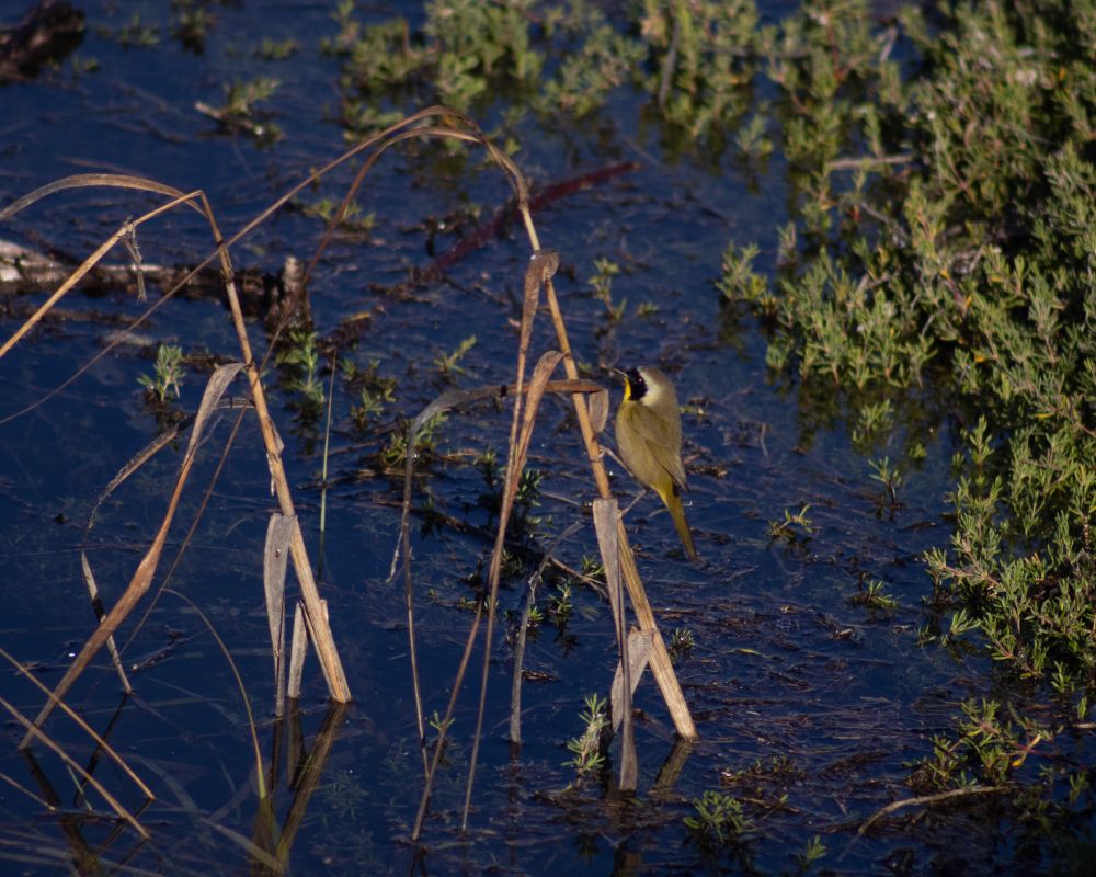 A common yellowthroat hangs on some grass in shallow water