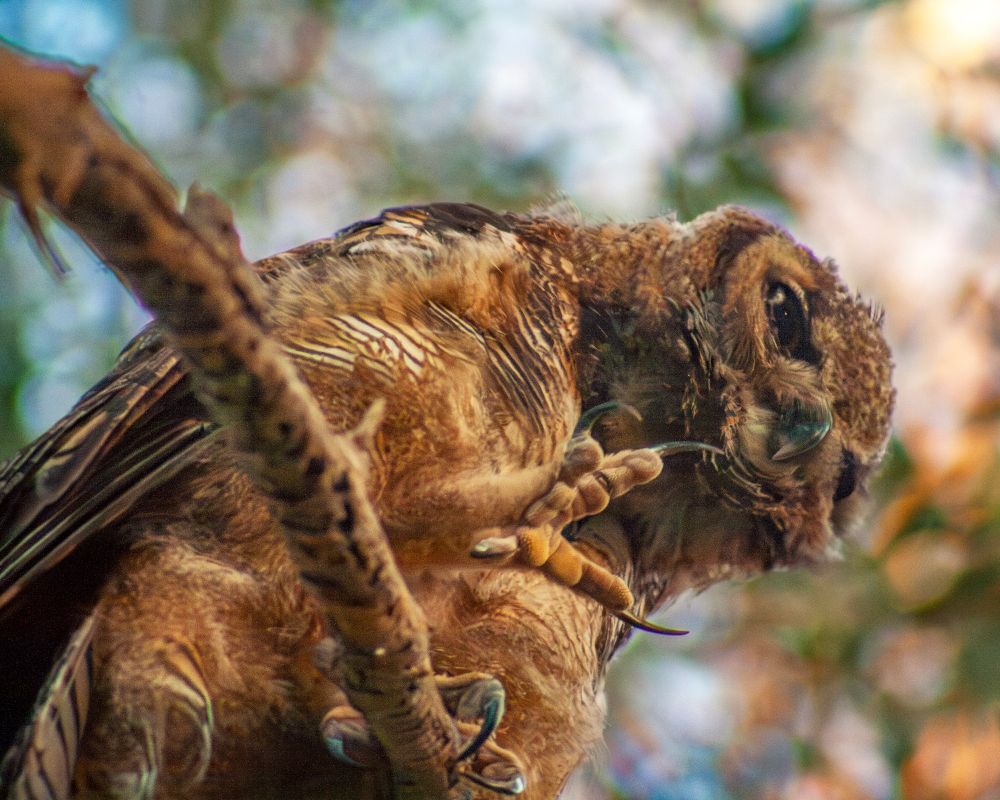 A great horned owl from below, foot lifted to scratch at face.