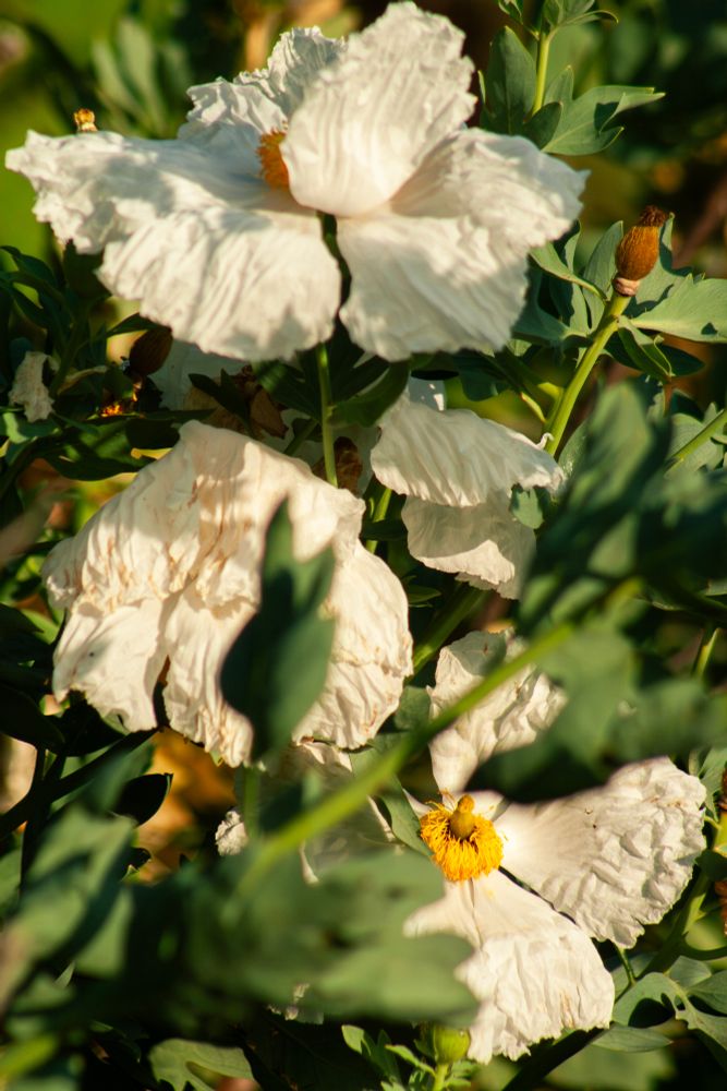 Three white matilija poppies, also called fried egg poppies, look fluffy and white. The top one is seen from the side, one of the petals blowing in the breeze. In the center an older flower droops, the petals a creamy yellow. At the bottom is a poppy with it's face toward the camera. It has a large egg yolk yellow center that looks like a pom pom. Around them are green leaves and seed pods from other poppies.