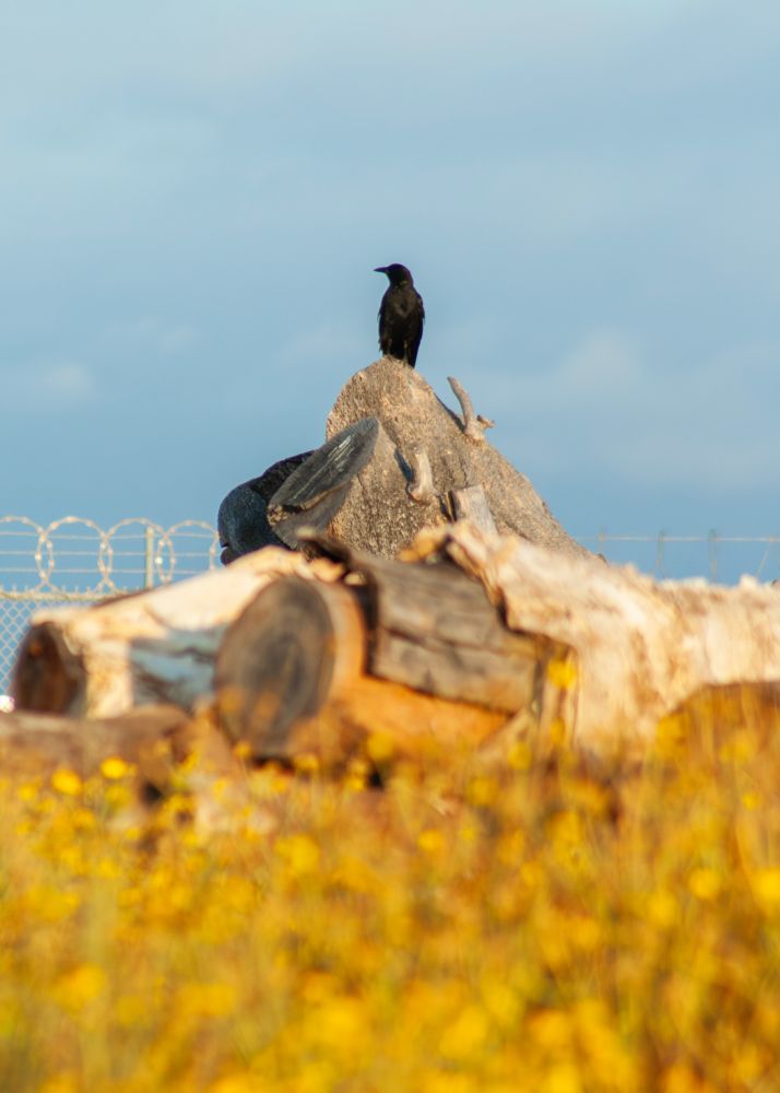 Gold colored crown daisies blur in front of some logs in a pile, bathed in golden afternoon light. A crow perches ontop of the log pile, looking to the right. The sky behind the crow is a cloudy grey. There is a fence looming behind the logs.