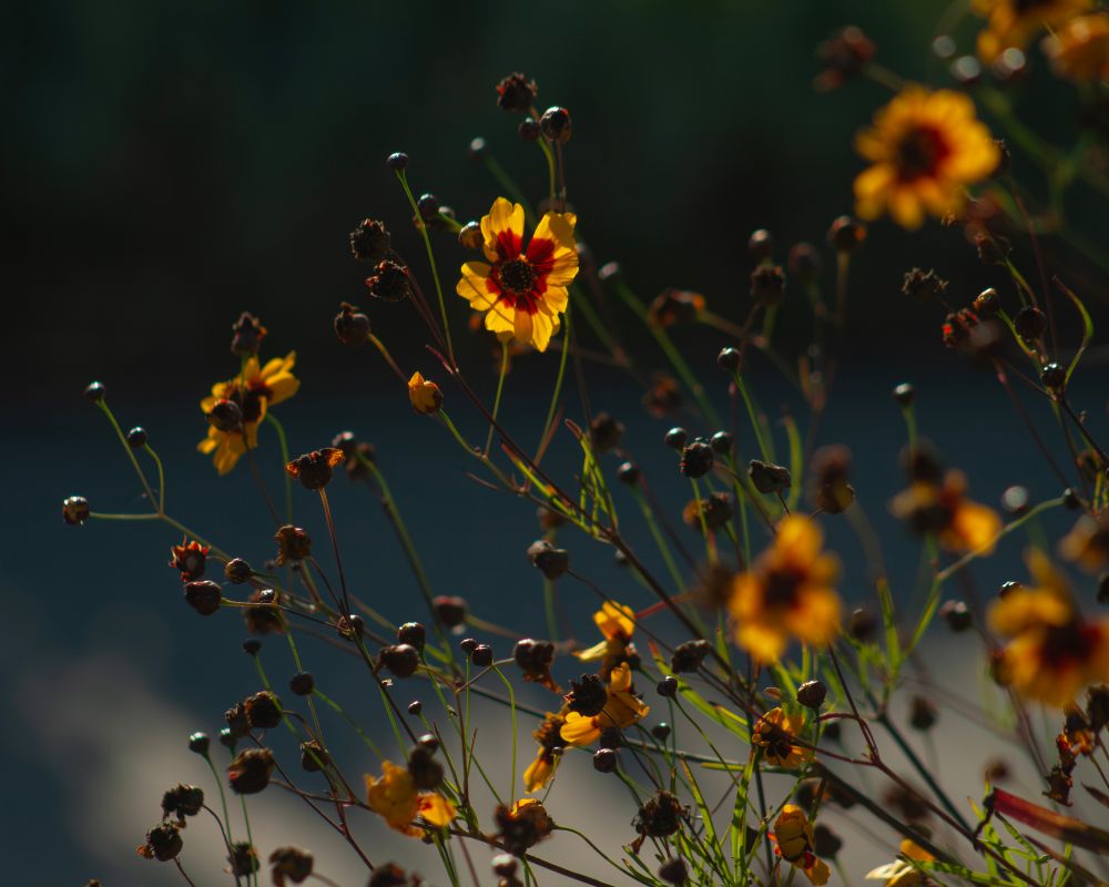 Yellow aster flowers with red centers in the afternoon light