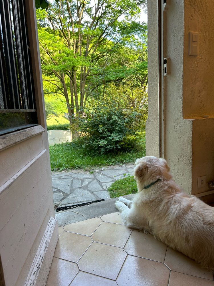 A golden retriever is lying inside a house, looking at the garden through the open door. 