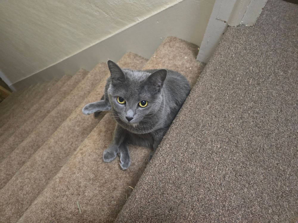 a gray cat sitting on the stairs