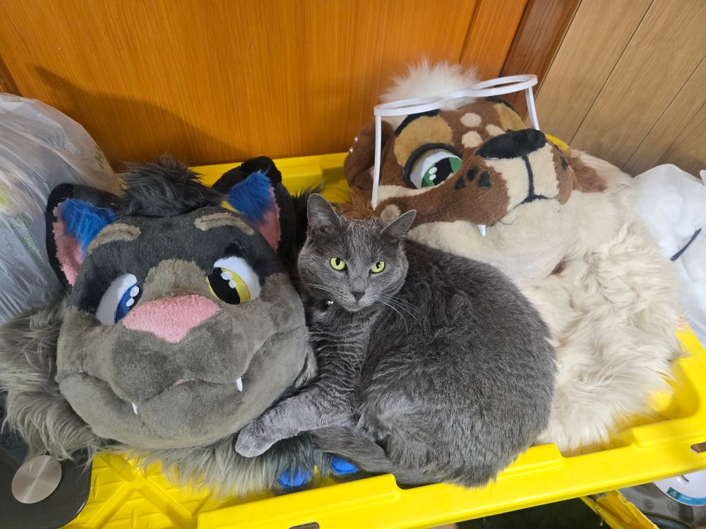 a gray cat laying on two fursuit heads
