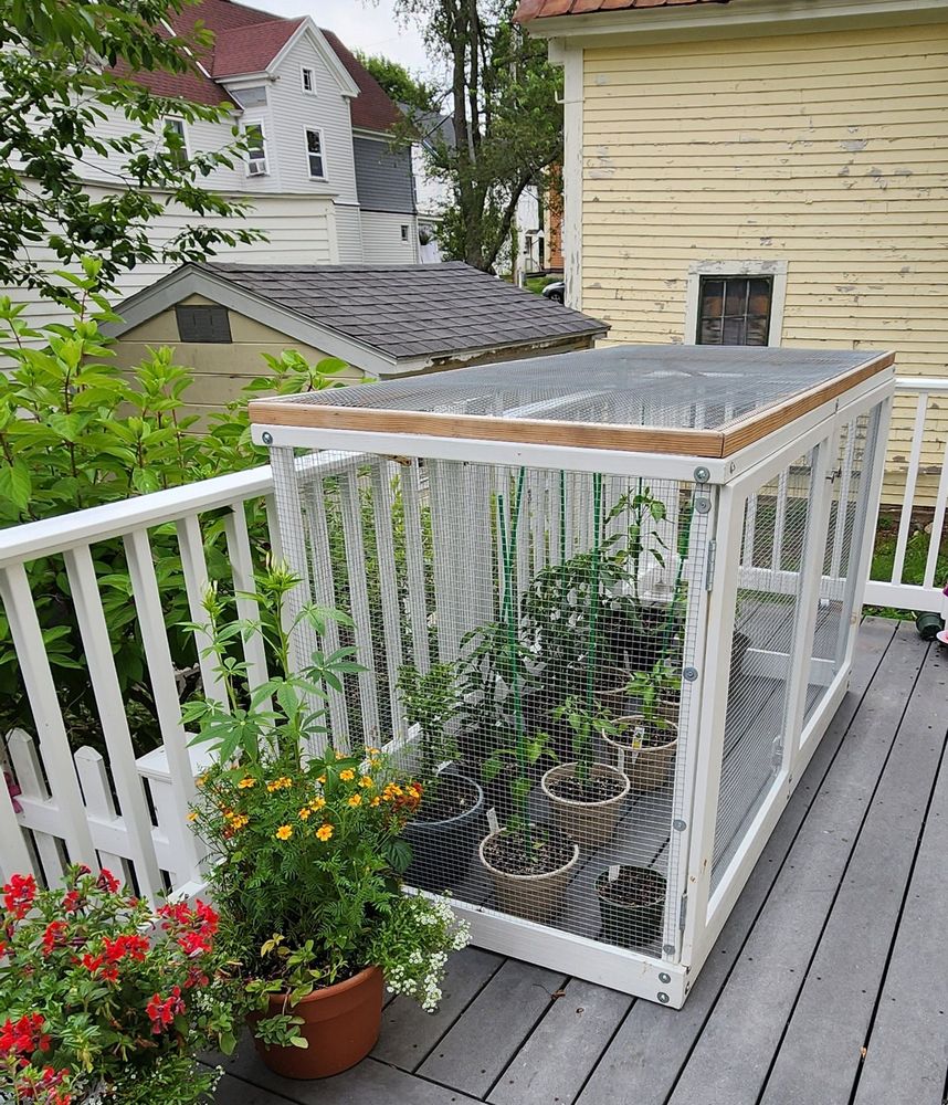 Wood and metal mesh cage with pepper plants in pots inside. 