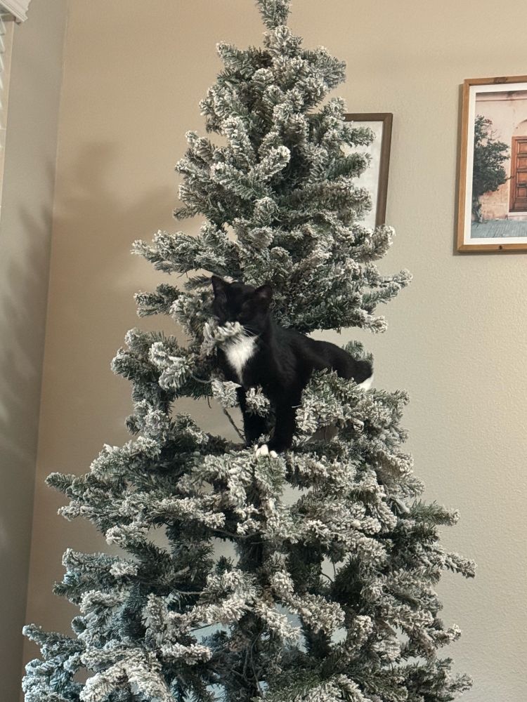 Cat chewing on a Christmas Tree