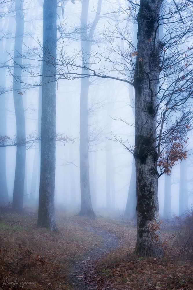 A photo of a path leading through oak trees the famous Wienerwald.
It was photographed in early December - only a few leaves are left on the trees and the forest ground is covered with them. The path vanishes in the foggy background.