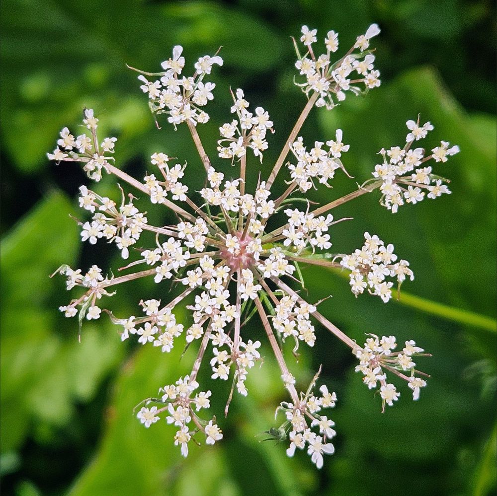 das foto einer giersch-blüte vor unscharfem blattgrün