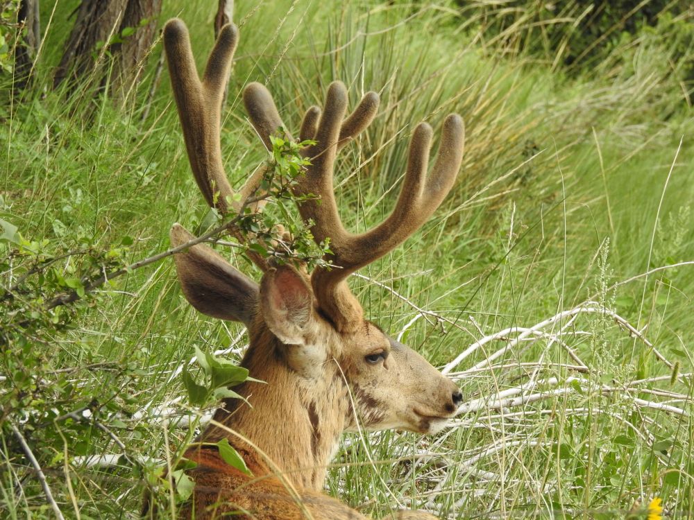 A head and shoulders shot of a mule deer, he's lying down in a grassy area. looking to the right. He has large ears which is why he's called a mule deer. He's also sporting a rather handsome set of antlers that are fuzzy as they're covered in velvet at the moment. I think he is very friend shaped, though he is pretty large with a very thick neck.