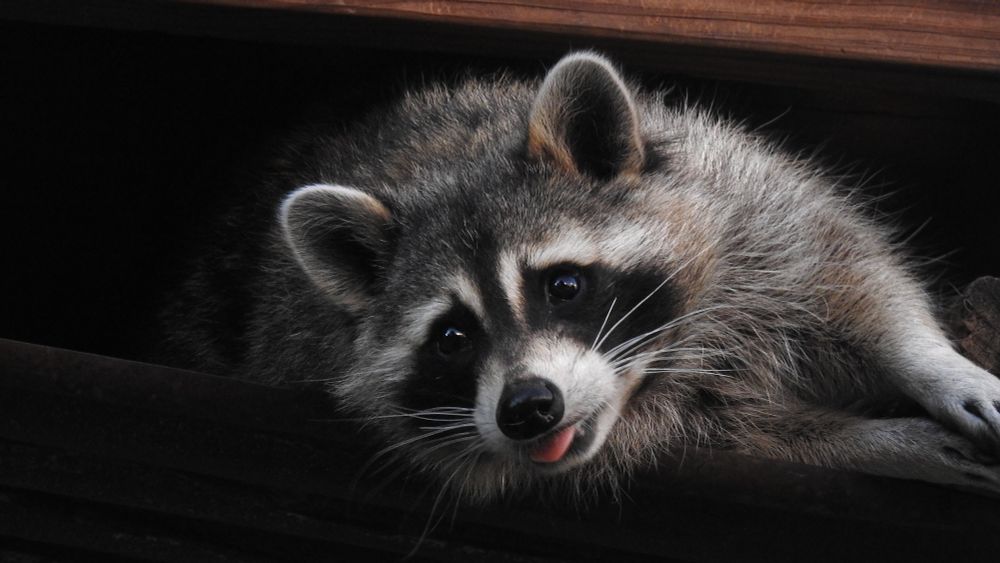 A close up shot of Alejandro, the raccoon. He's looking just to the left of center and has his tongue extended just a bit. His black face mask and nose are visible as are his little, roundish raccoon ears and white whiskers. His fur is a grayish brown with tinges of rust. As raccoons go, this is a fit raccoon :-) 