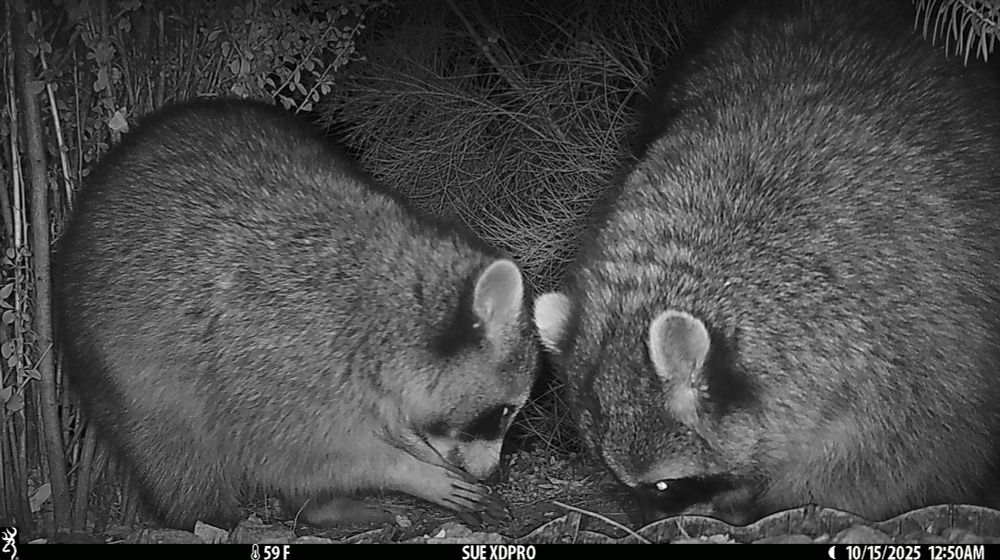 Black and white photo from the garden showing Raccoonosaurus, on the right, and an adult, normal sized raccoon on the left. Raccoonosaurus is huge, and, I think, very friend shaped. I think we could become the best of friends and he could help me assemble a raccoon army (should I need one).