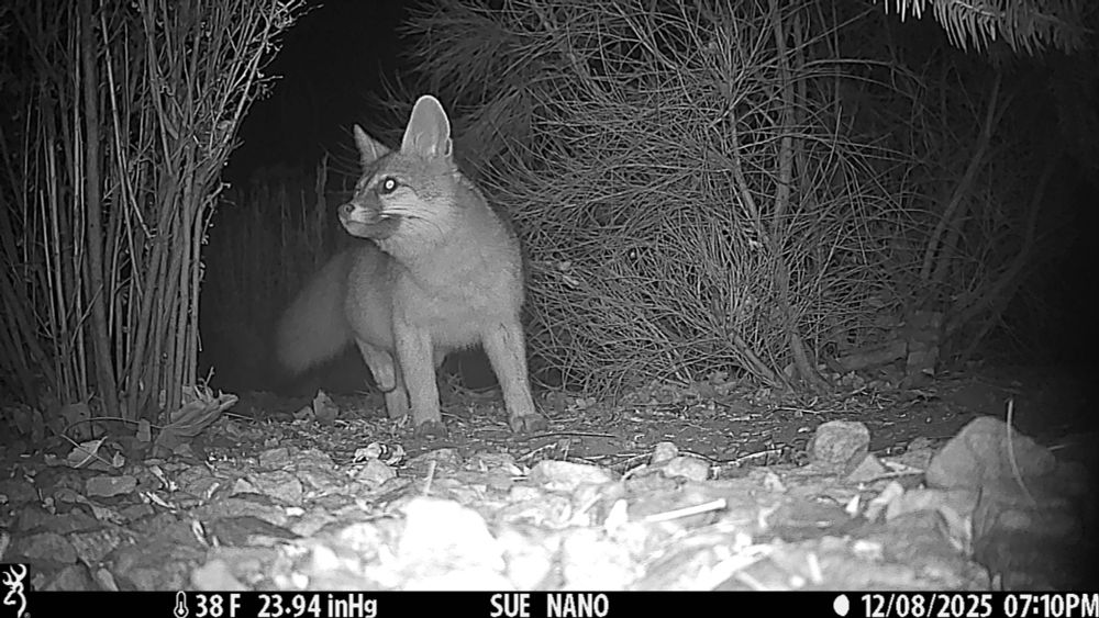 The same spot in the garden as the other two photos, this time Furnando, the grey fox, is stopped and looking towards the right and the Christmas lights that we put up. His bushy tail is visible and its black tip is just visible. He has a black area on his muzzle and a little black line that leads away from each eye.