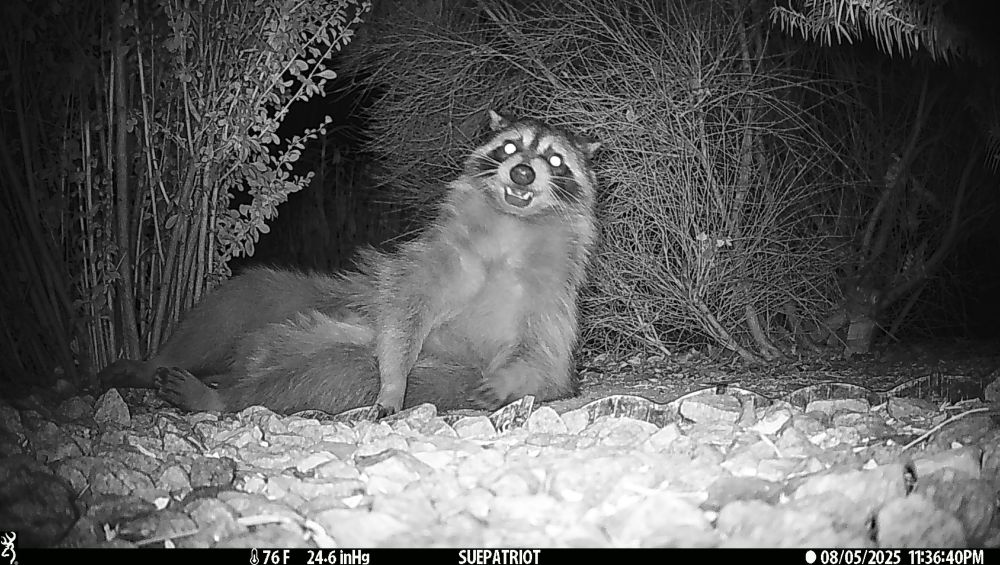 A black and white night photo from my camera trap. There are small landscaping rocks on the ground and shrubs to the left, right and behind a raccoon that is lying down in the center of the frame. The raccoon is facing the camera with its mouth slightly open allowing us to see some of its teeth. Its black face mask, nose and white whiskers are visible as are its little, round raccoon ears. At this point I think this raccoon is just hamming it up for the camera as I had a lot of similar photos as it posed for its close ups with the camera. Very friend shaped.